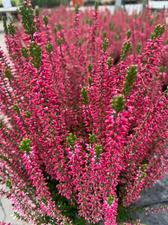 Hold trit med lokalområdet: Nyt fra Brønderslev