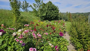 Nye projekter med fokus på fødevarer, oplevelser og aktive mødesteder