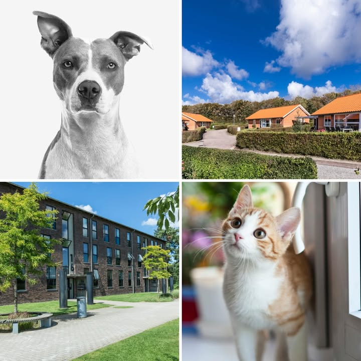 Mere end halvdelen af NordVestBOs boliger tillader kæledyr