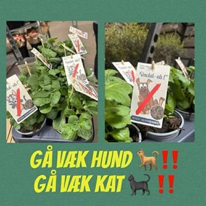 Opslagsbillede