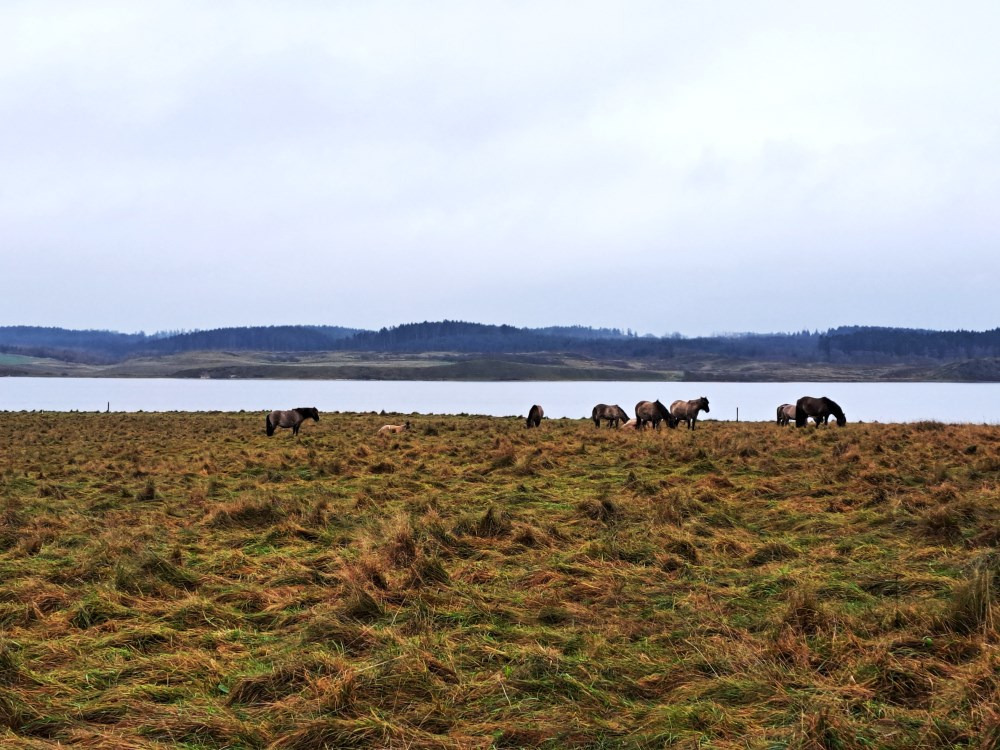 Udforsk Nationalpark Thy med "Gå i gang"-ture