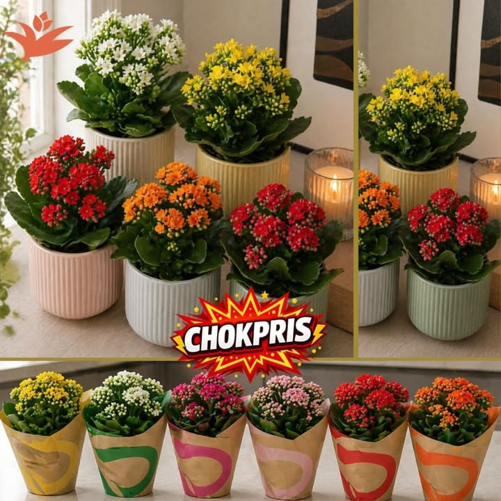 Meny Randers tilbyder Kalanchoe Calandiva til lav pris