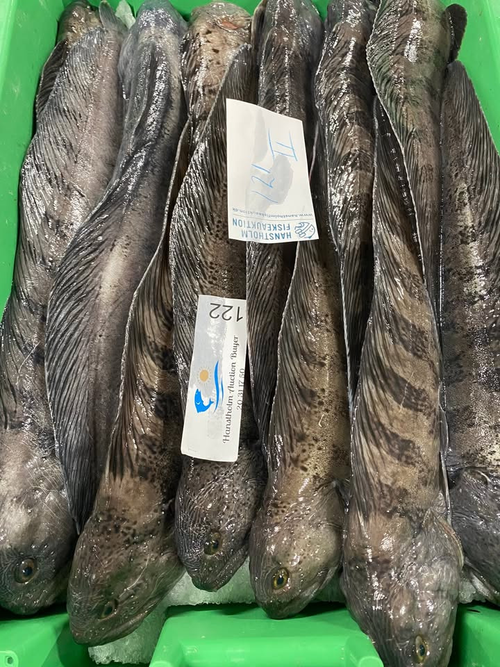 Hanstholm Auction Buyer tilbyder nye forårspriser og ugens fiskefavorit til specialpris