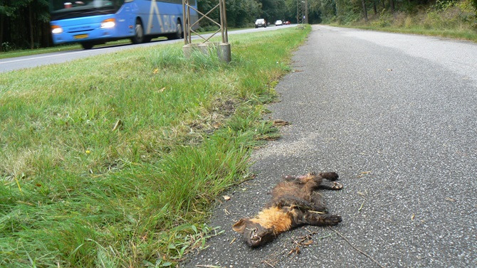 Hjælp forskerne: Indsaml døde mårdyr som lækat, ilder og grævling