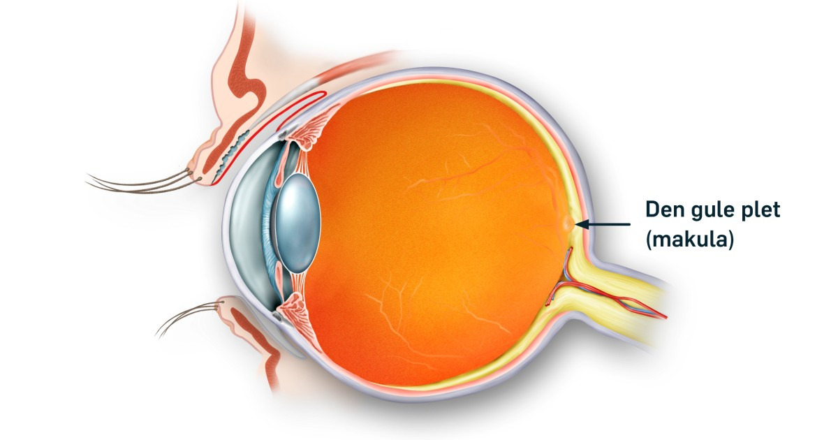Nyt Syn Kirkegade spørger: kender du funktionen af den gule plet?