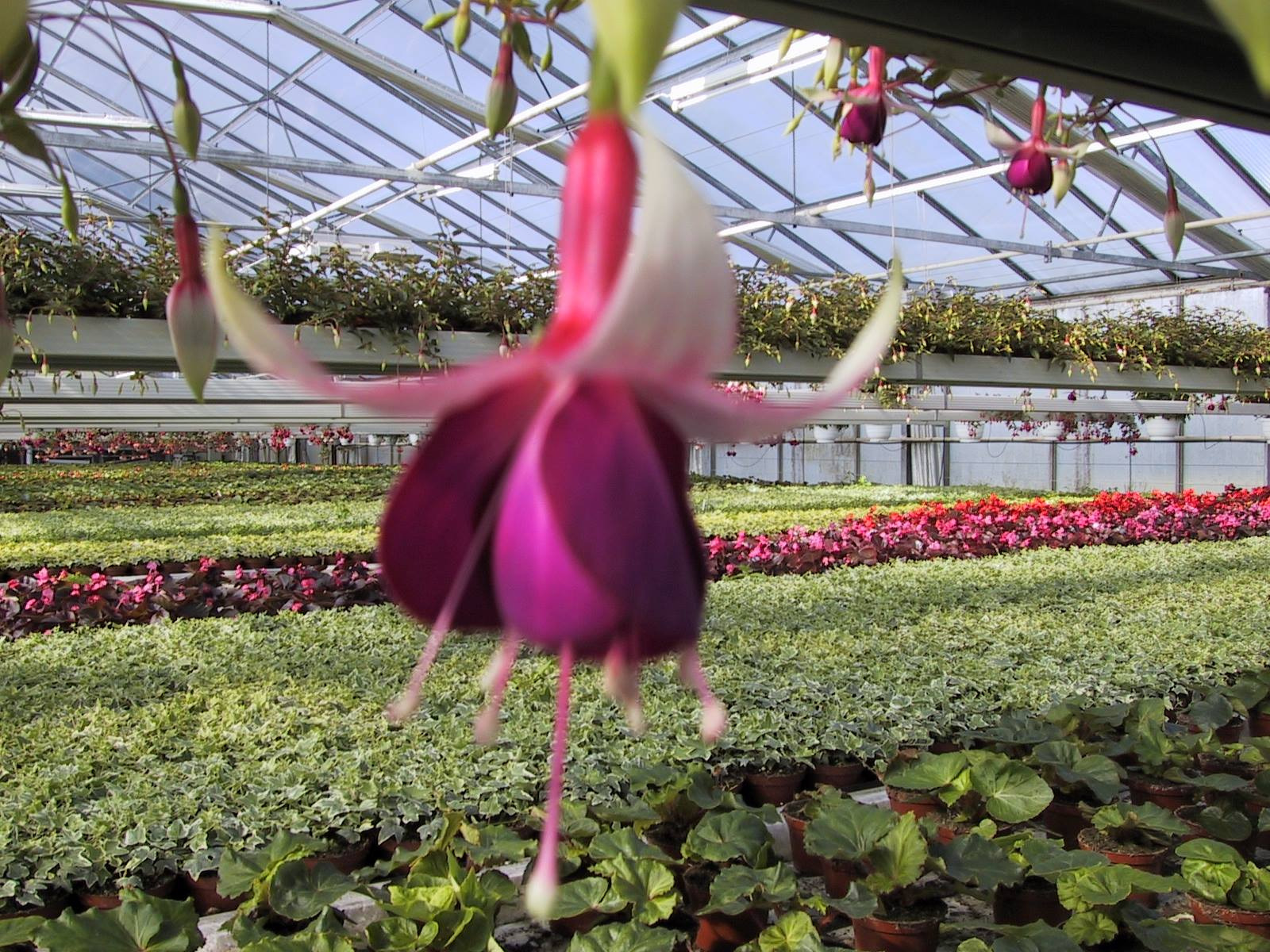 Gartneriet Korshøj er lig med god atmosfære, passion for det grønne og kyndig vejledning 