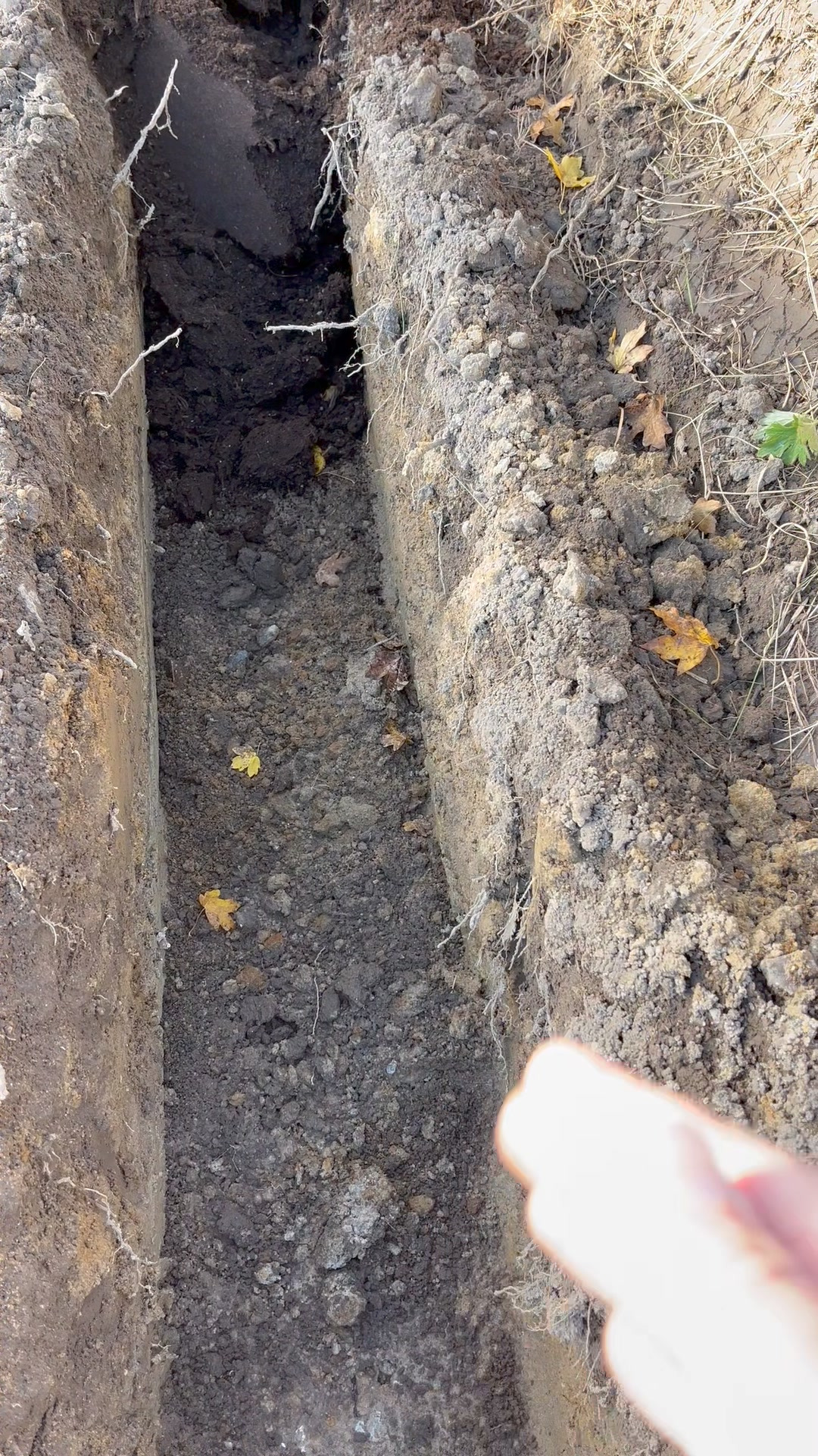 Midtjysk Blomstermarked: Vi planter 70 meter laurbærhæk – få tips fra vores gartner og se vores udvalg