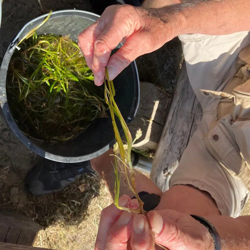 Assens Dykkerklub deltager i landsdækkende ålegræsplantning i Lillebælt for at styrke havets biodiversitet