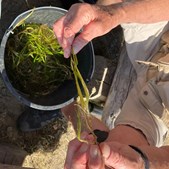 Assens Dykkerklub deltager i landsdækkende ålegræsplantning i Lillebælt for at styrke havets biodiversitet