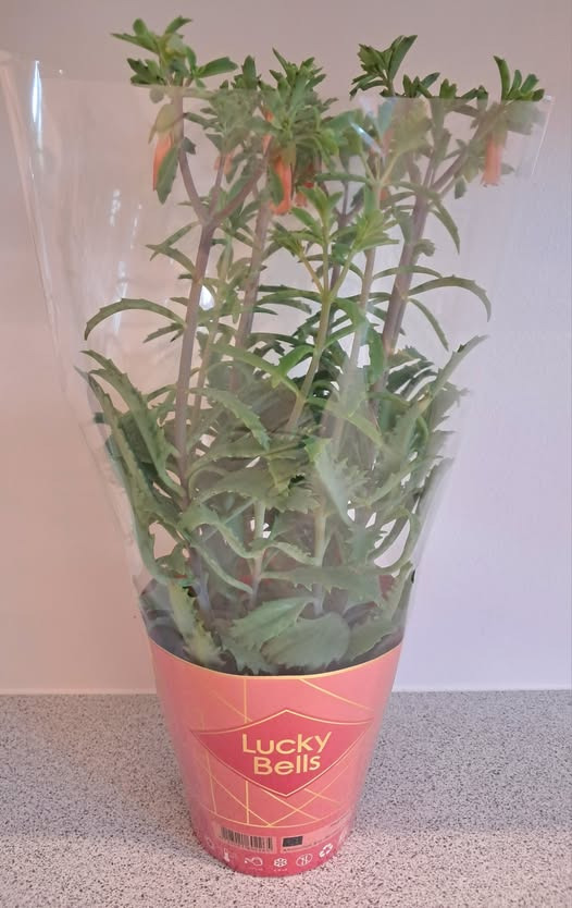 Spar Valsgård tilbyder special kalanchoe til ja-tak pris