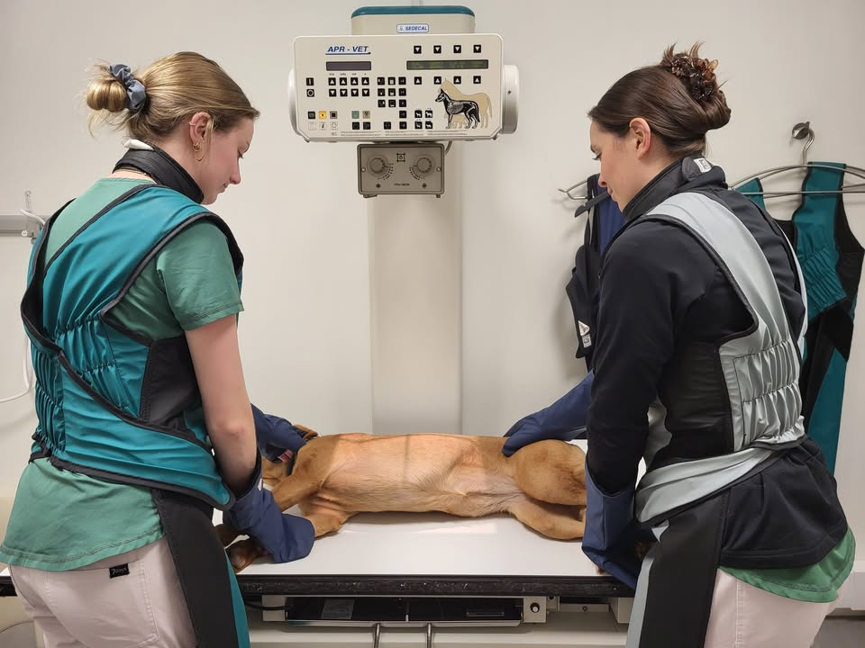 Dyrehospitalet Heden ApS fremhæver vigtigheden af røntgenfotografering i diagnosticering af kæledyr