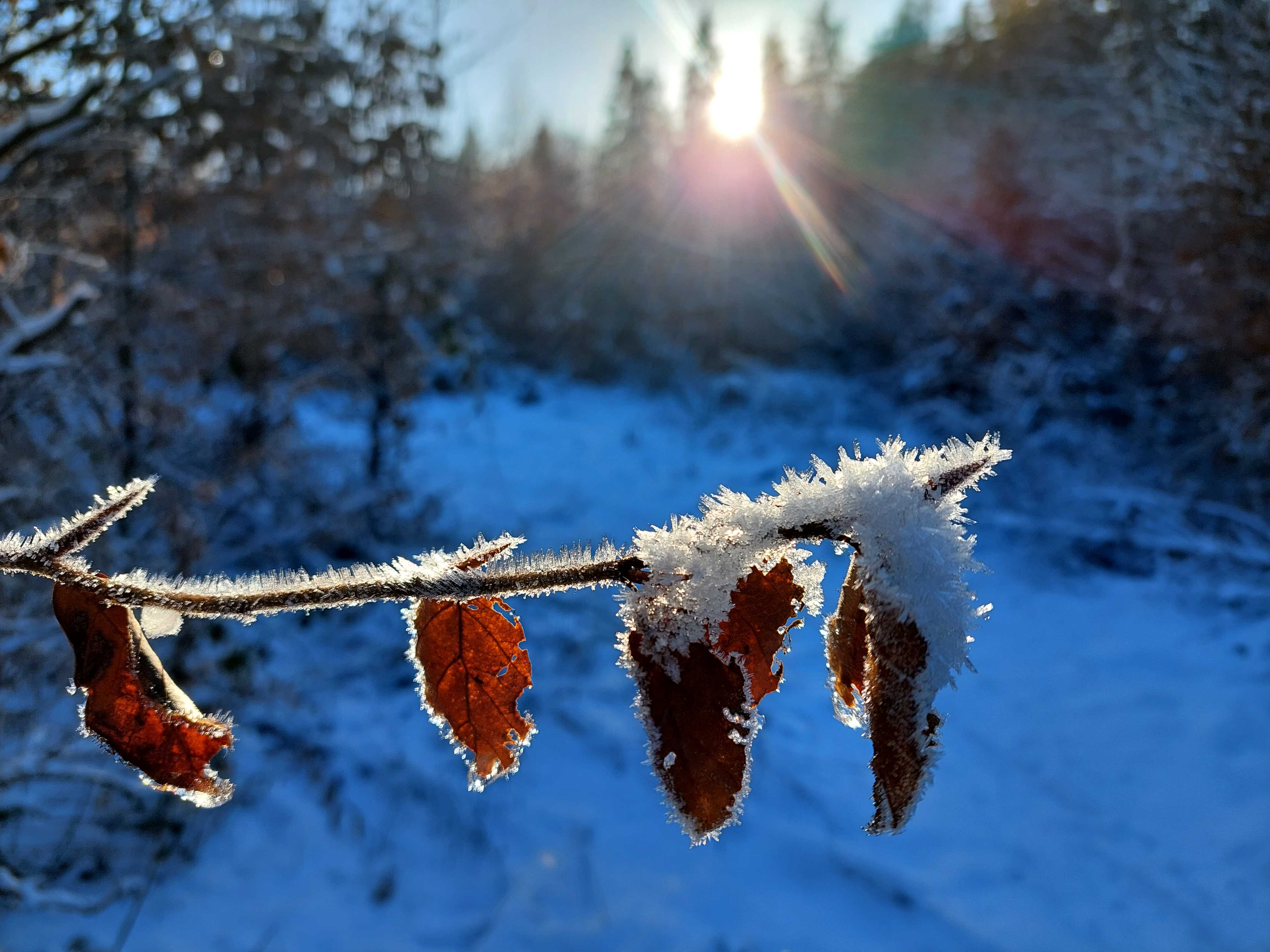 Find ro og balance med nordisk skovbad i Aarup