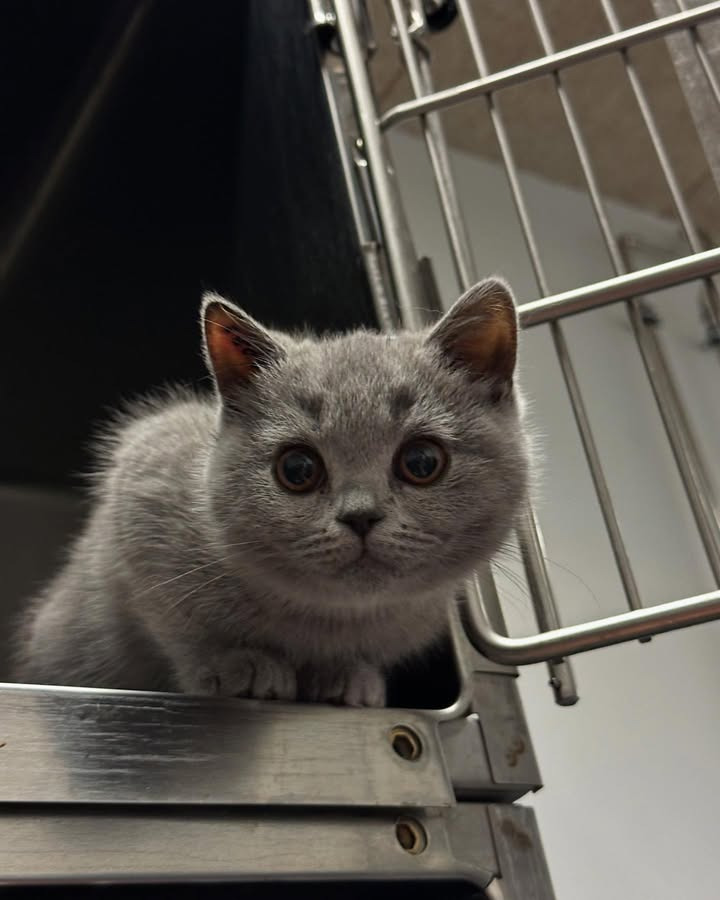 Center Dyreklinik glæder sig over et kuld British Shorthair killinger til neutralisering og vaccination