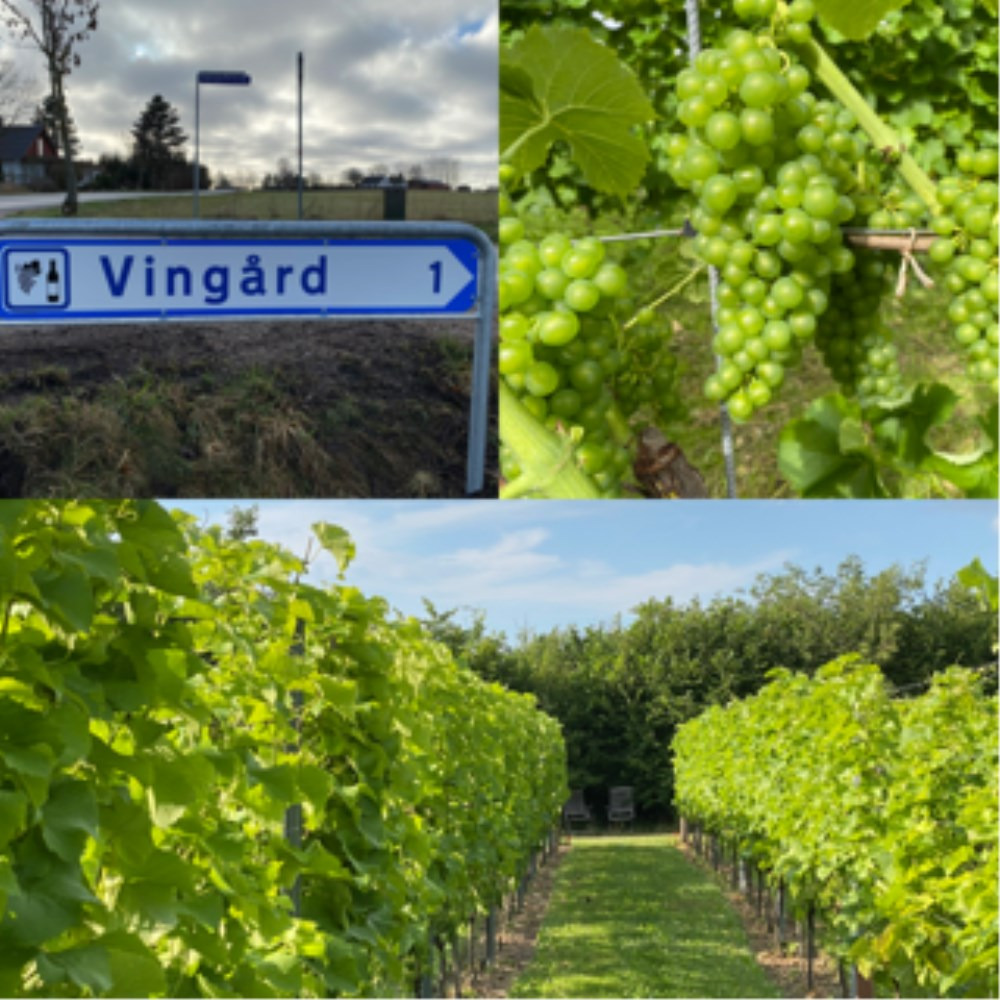 Oplev dansk vinproduktion hos Langelinie Vin