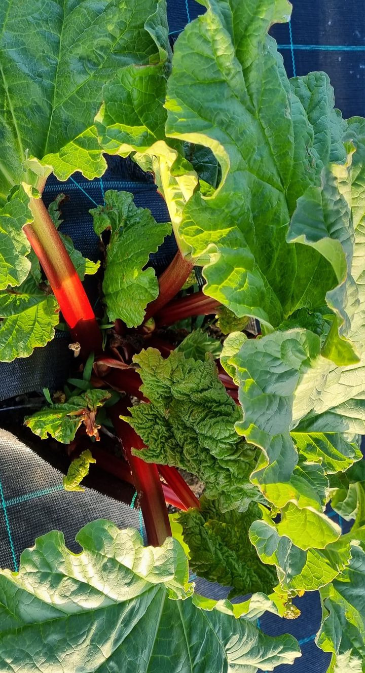 Opslagstavlen: Nyeste opdateringer fra Sæby