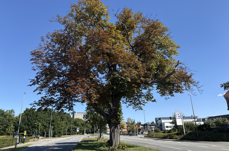 80 år gammelt kastanjetræ ved Rådmandshaven beskæres for at sikre trafikken og træets sundhed