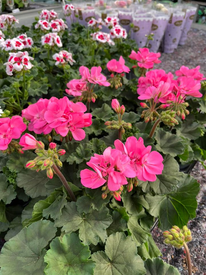 Hold dig ajour med dagens opdateringer fra Hedensted