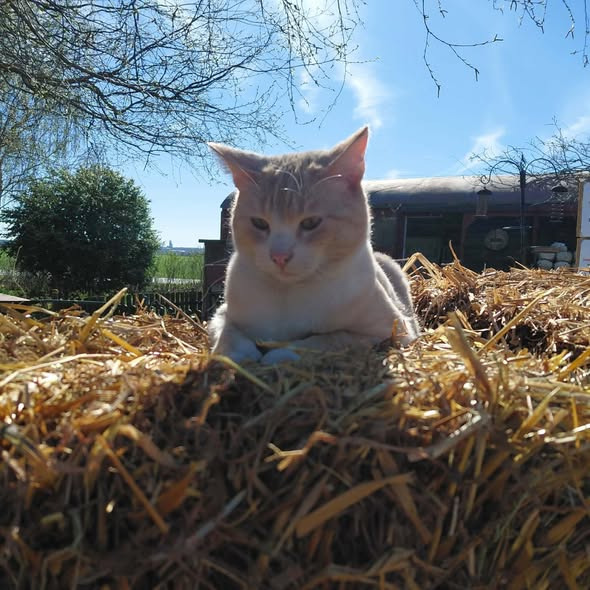 Rishøjgård Gårdbutik og Jordbrug minder om at hilse på dyrene ved butikken
