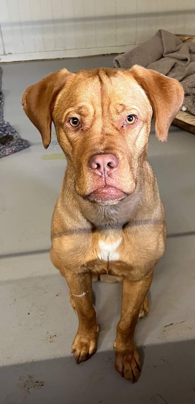 Ejer søges til blandingshund