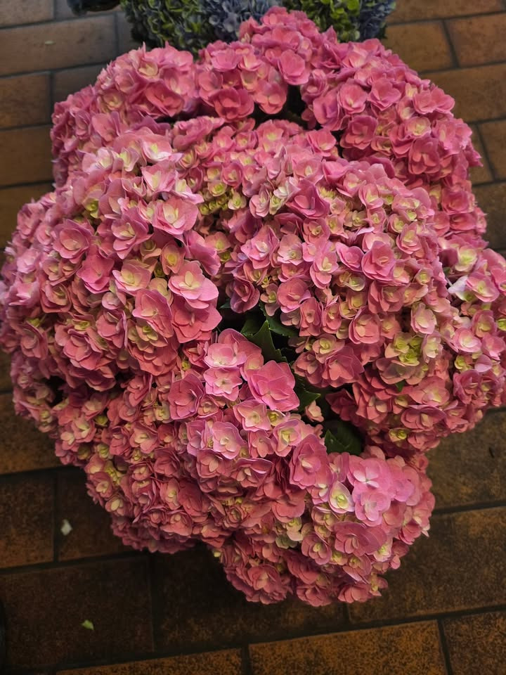 Flore Vida tilbyder specialtilbud på hortensia og solsikkebuketter