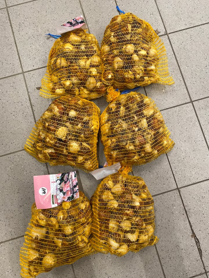 Min Købmand i Asp tilbyder xl pose med tulipanløg til ja tak pris