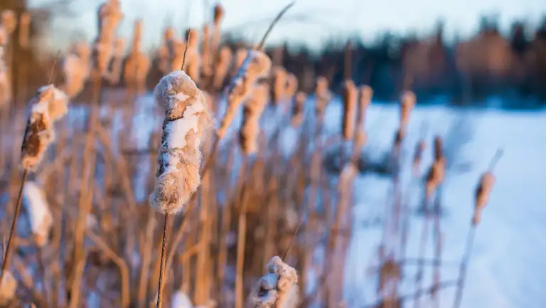 Nordlige Thy og Hannæs valgt som muligt flagskibsprojekt for natur og biodiversitet