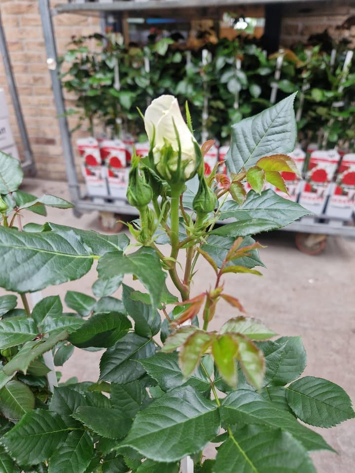 Løvbjerg Frederikshavn tilbyder luksus klatreroser til mors dag