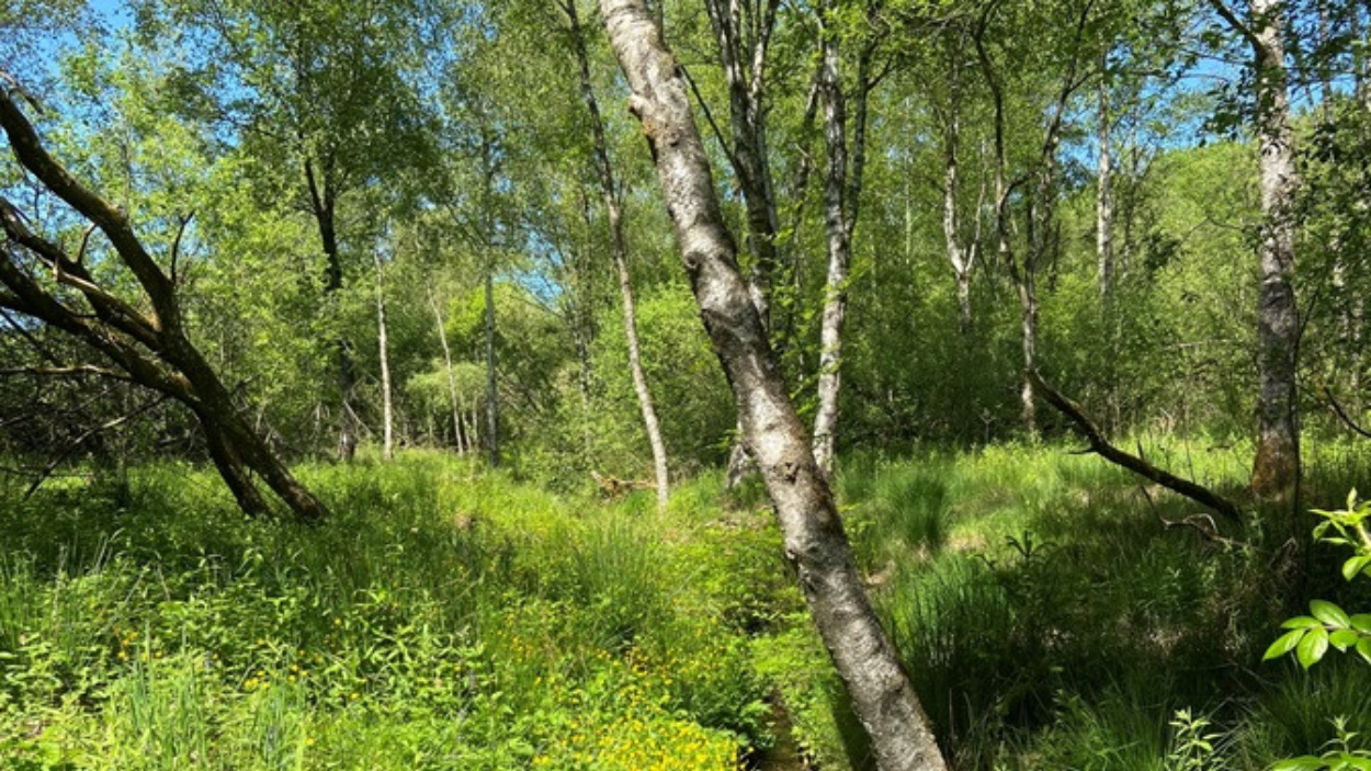 Naturmedarbejder vil undersøge naturen