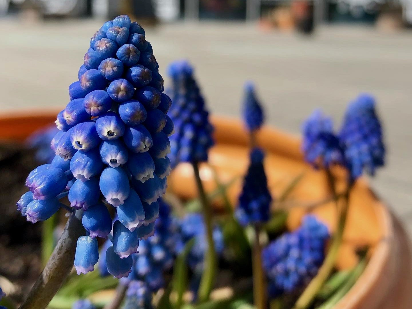 Grønne aktiviteter på Tilst Bibliotek: Kom godt i gang med selv at skabe noget grønt