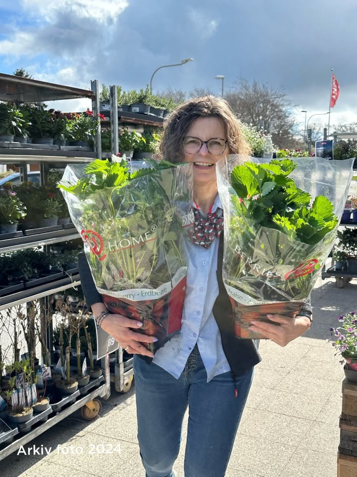 Meny Gl. Skagensvej tilbyder kæmpe jordbærplanter til nedsat pris