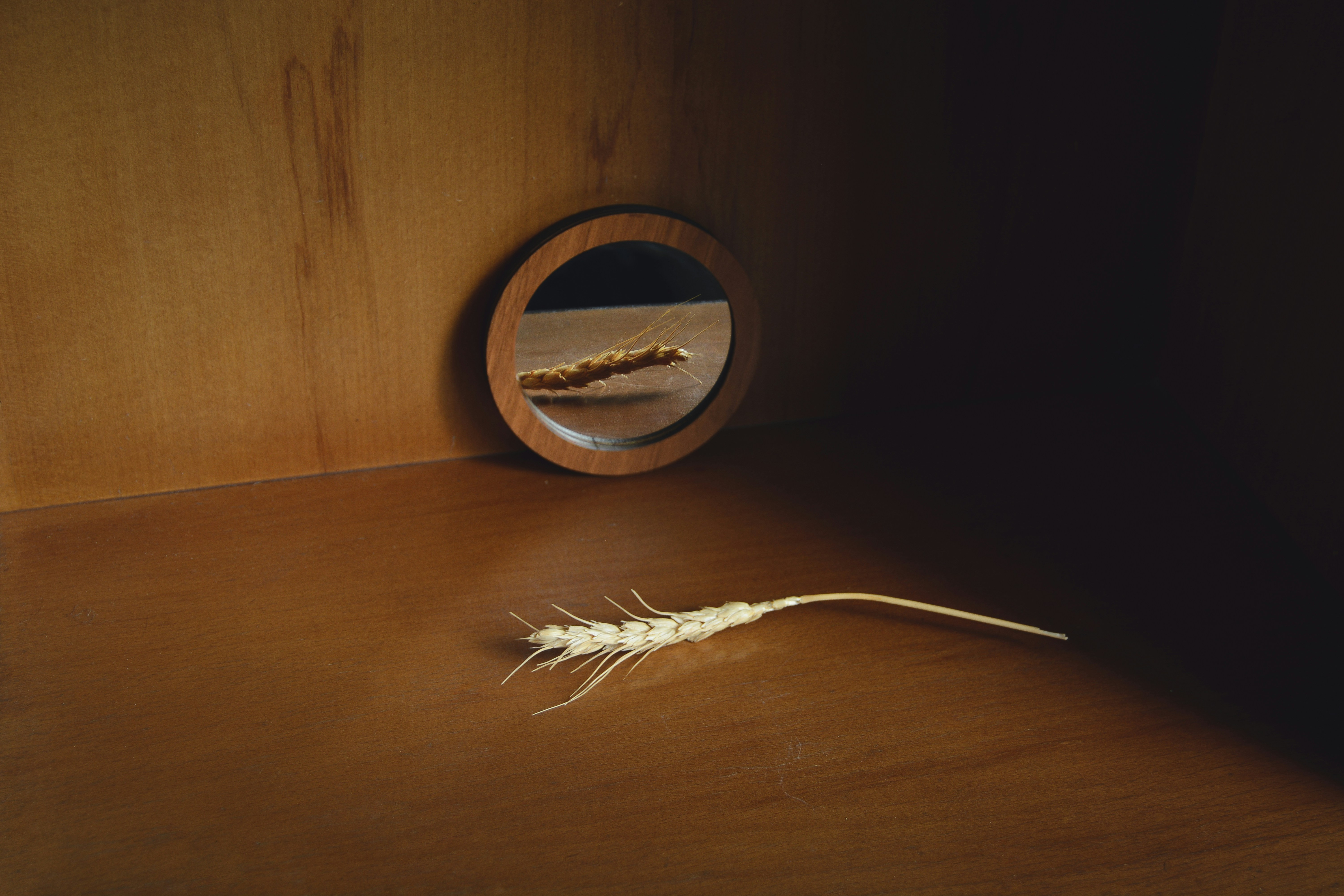 Skadedyr i Århus – især stigende problemer med møl