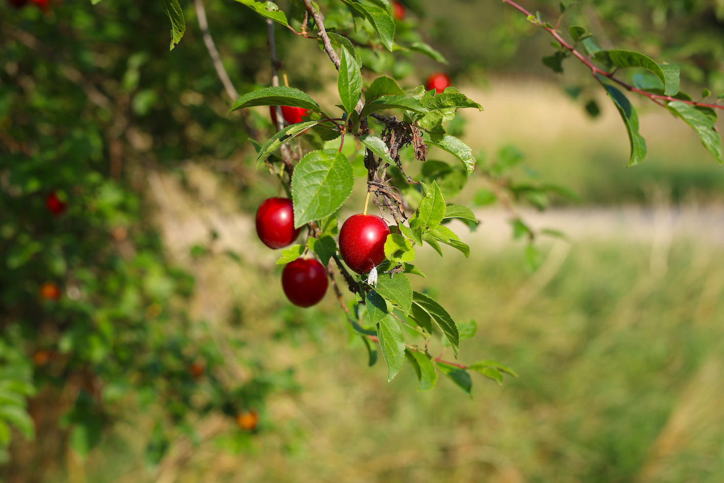 Oplev vilde smagsoplevelser ved Marselisborg Strand