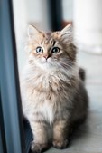 Kom til Kattens Dag i Maxi Zoo
