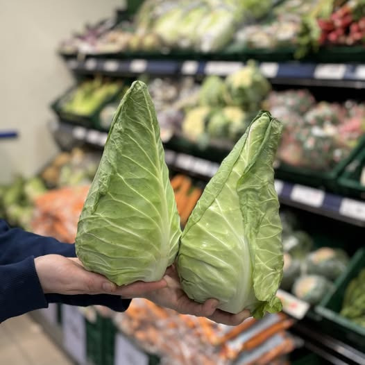 Rema 1000 Hjørring tilbyder danske spidskål til kun 8 kr. stykket