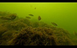 Nyt stenrev i Randers Fjord sprudler af liv