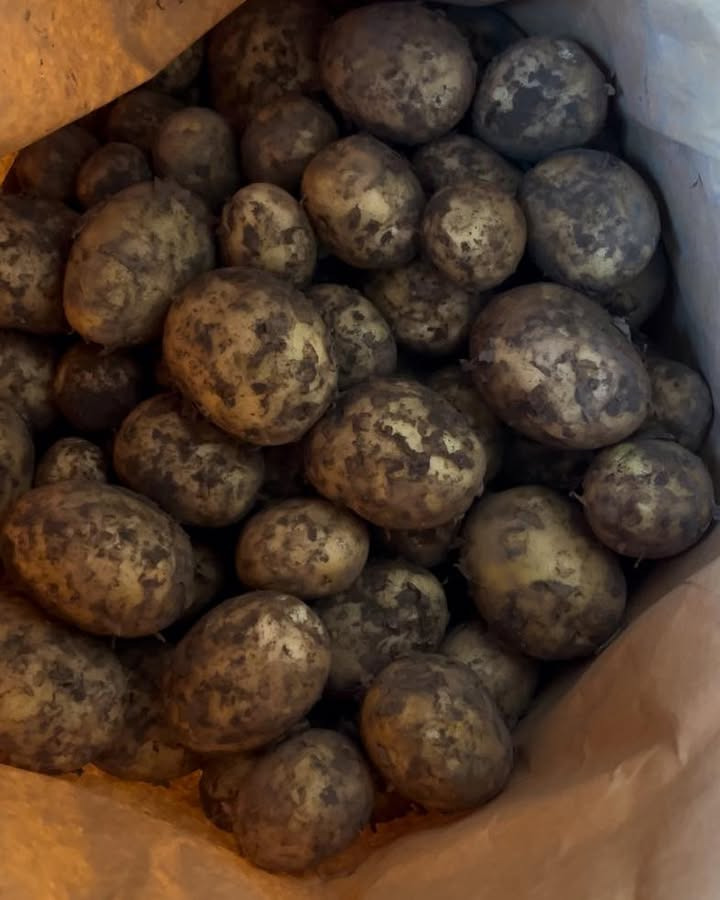 Nyt fra Midtjysk blomstermarked 