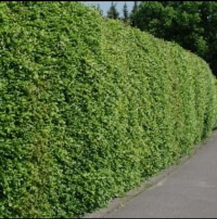 Det nyeste på Viborgs opslagstavle