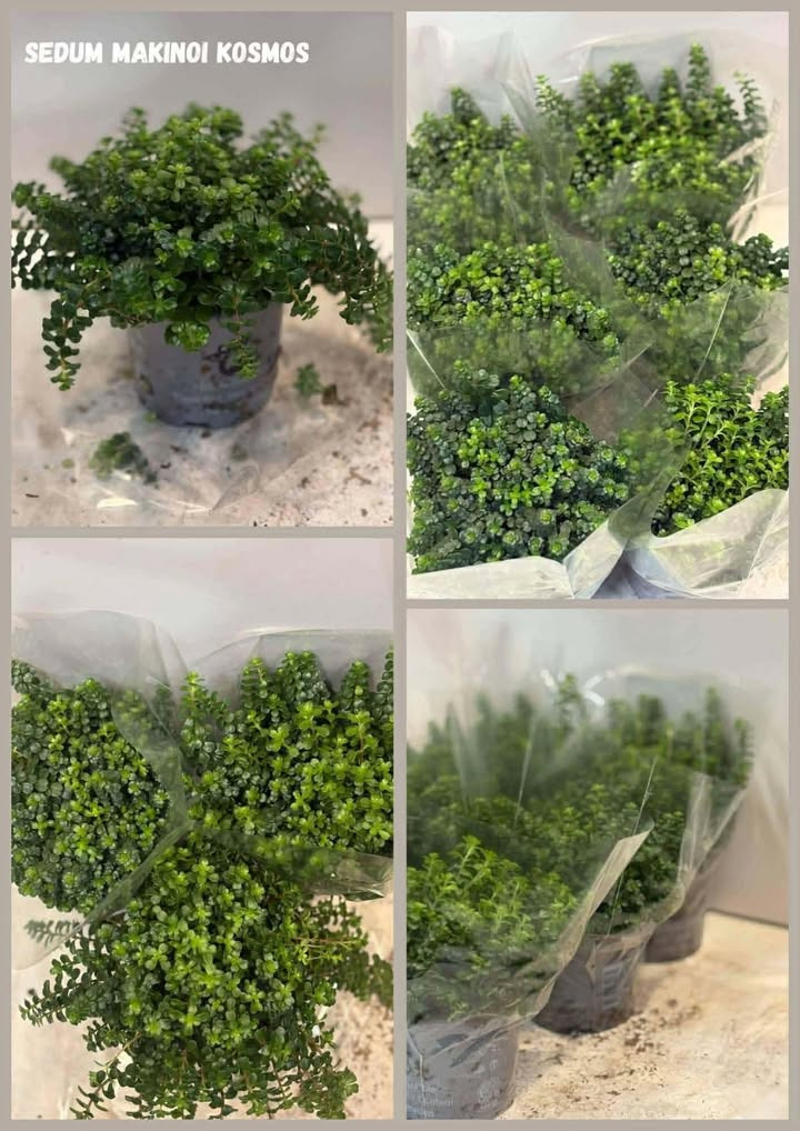 Meny Randers sælger smukke sedum makinoi kosmos til rabatpris