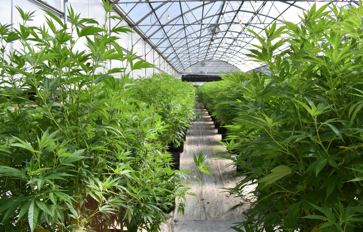 Cannabisplantage opdaget nær Skælskør: To mænd fra Vestsjælland sigtet