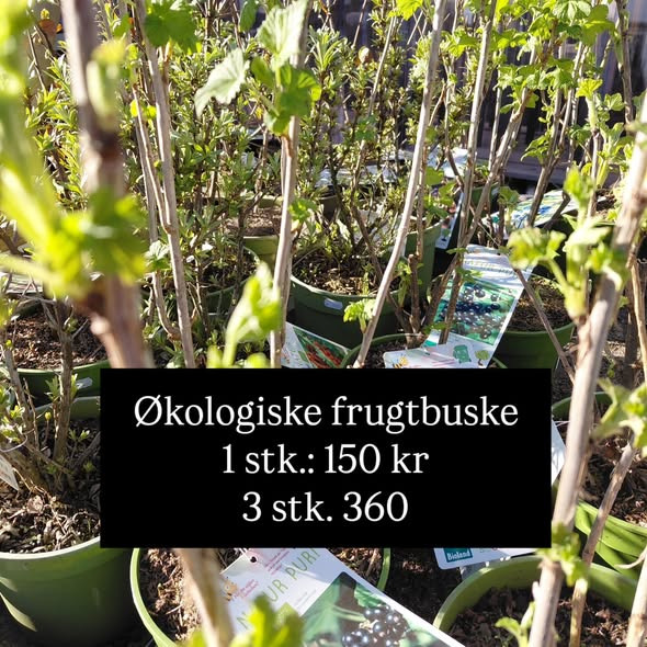 Nye økologiske bærbuske og frugttræer hos Rishøjgård Gårdbutik og Jordbrug