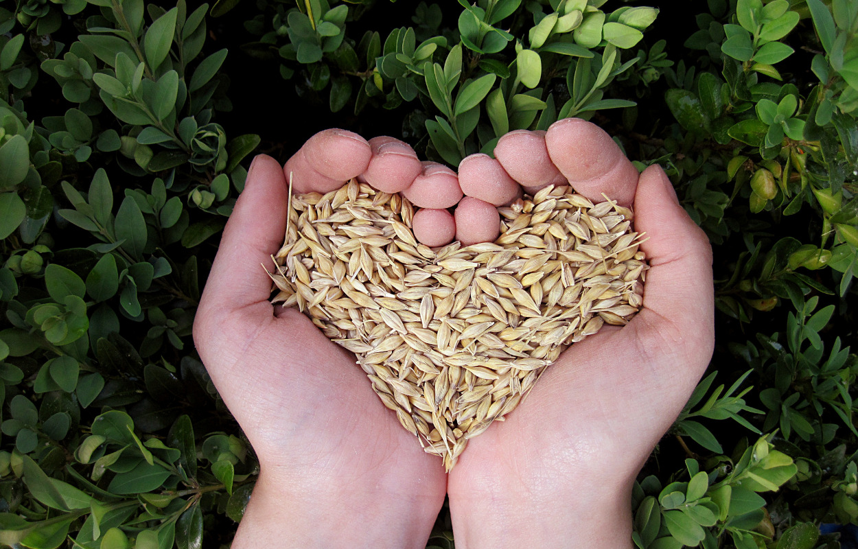 Landbruget i Skive Kommune skal blive grønnere