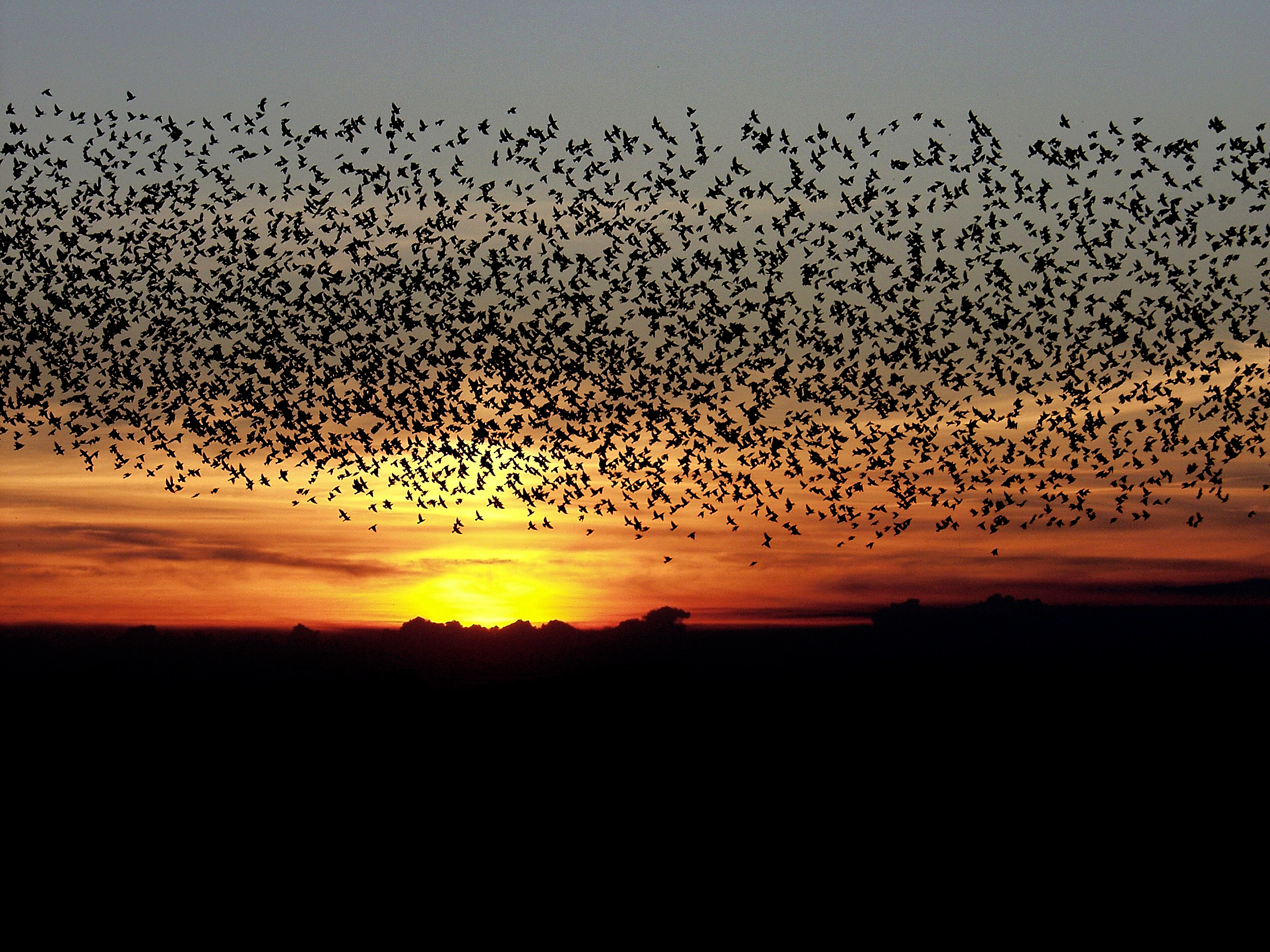 Oplev Sort Sol i marsken med Sort Safari