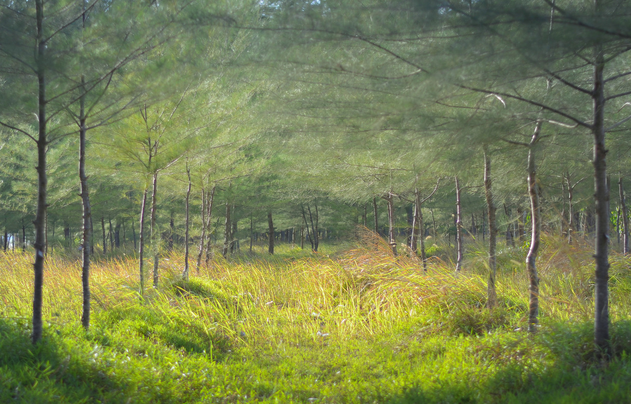 Tag en tur på heden med Skive Museum
