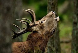 Oplev en uforglemmelig aften med Bøf & Brøl og På Slaget 12 på Nørre Vosborg Herregård