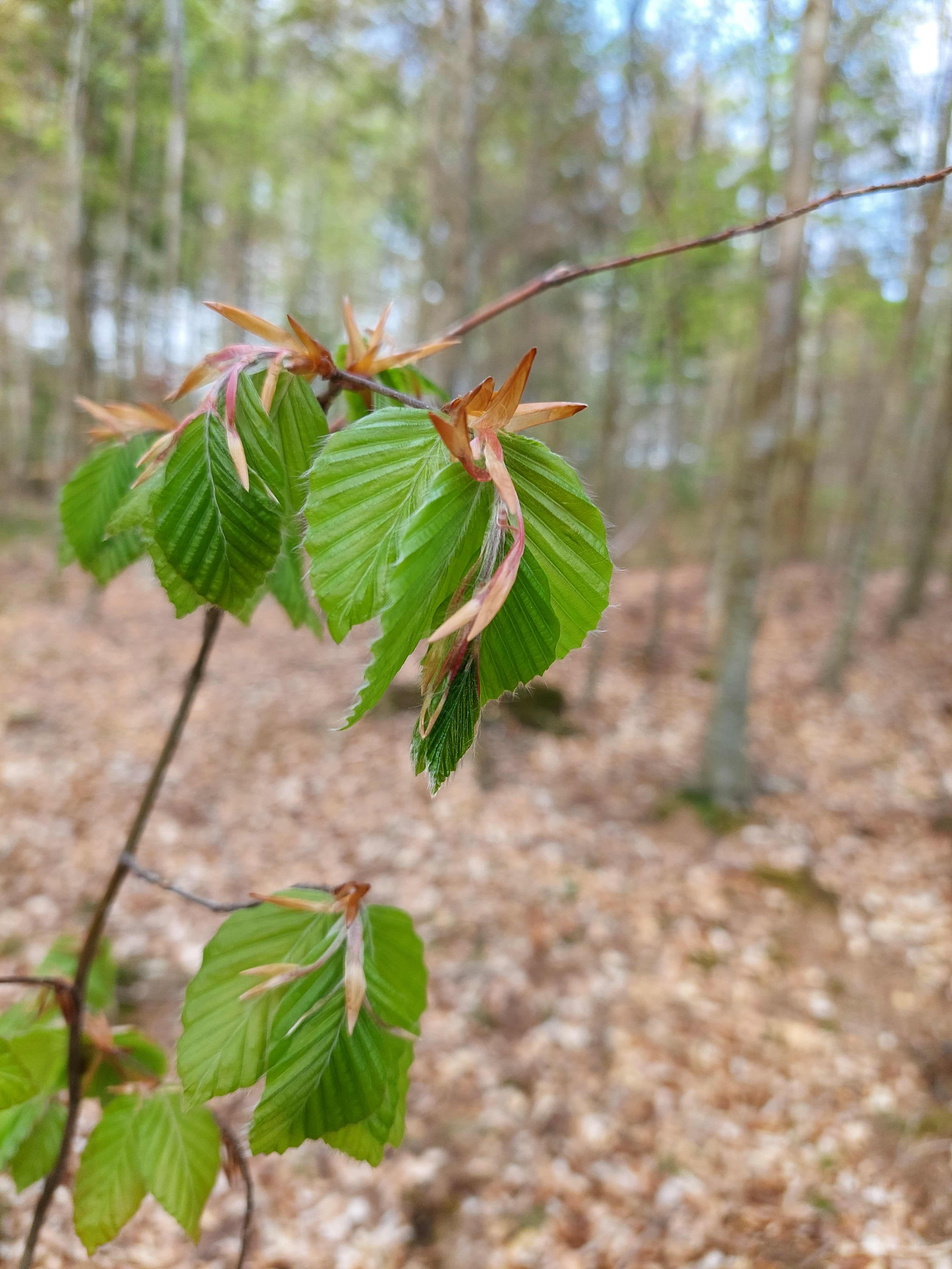 Find ro og balance med et nordisk skovbad i Aarup