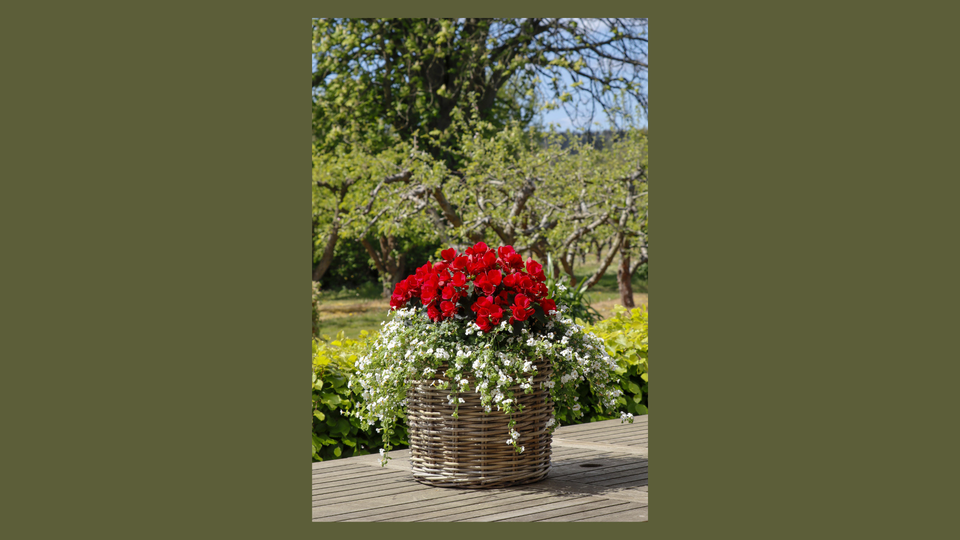 Smukke Betulia til særligt tilbud hos Midtjysk Gartnerhal