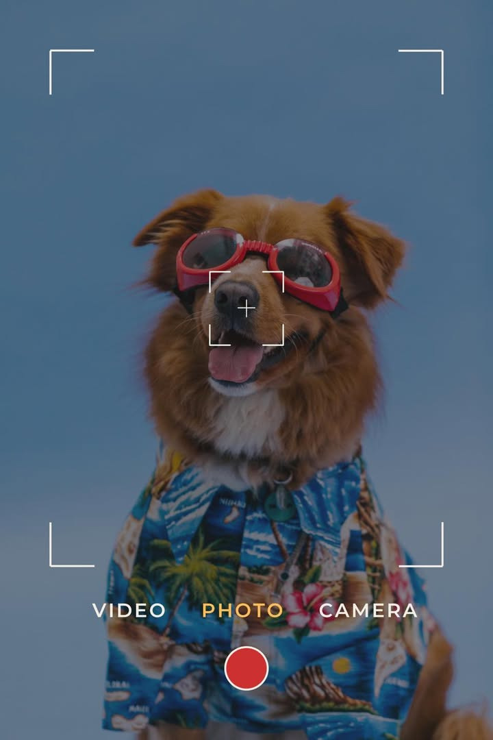 Vodskov Dyreklinik søger sommerbilleder af dine hunde