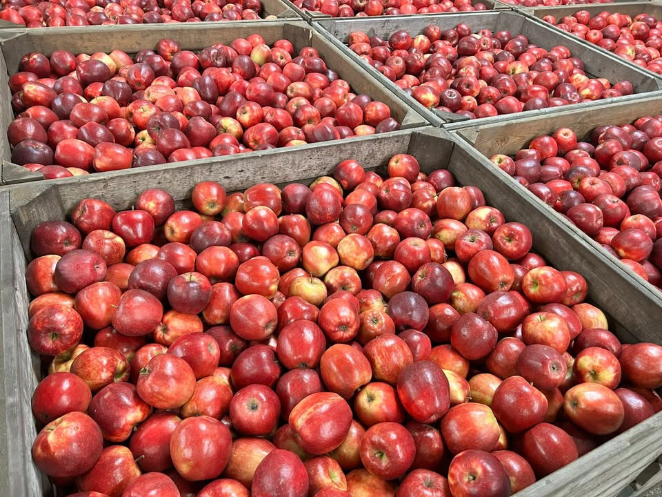Store Jonaprince-æbler til kun 20 kr. hos Midtjysk Blomstermarked