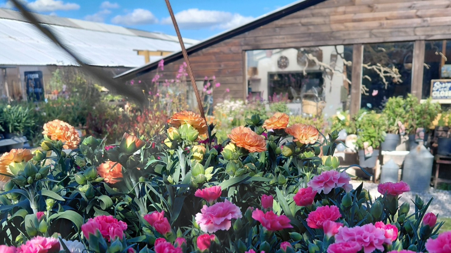 Plantemarked, dyrehygge og sommerstemning hos Rishøjgård Gårdbutik