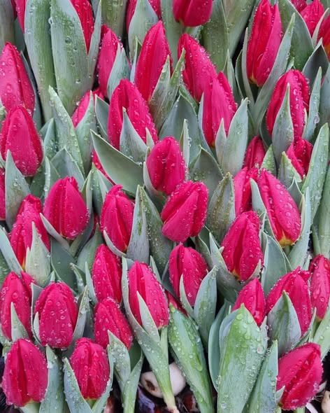 Fynbogården Blomster ApS præsenterer efterspurgte juletulipaner på løg